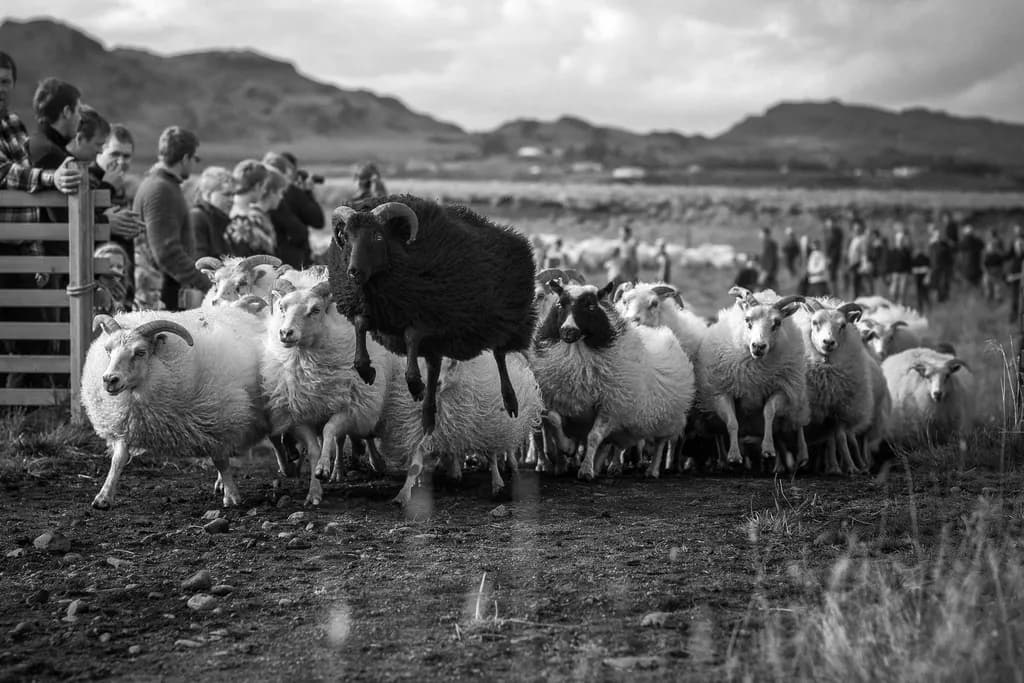 White Sheep can't jump