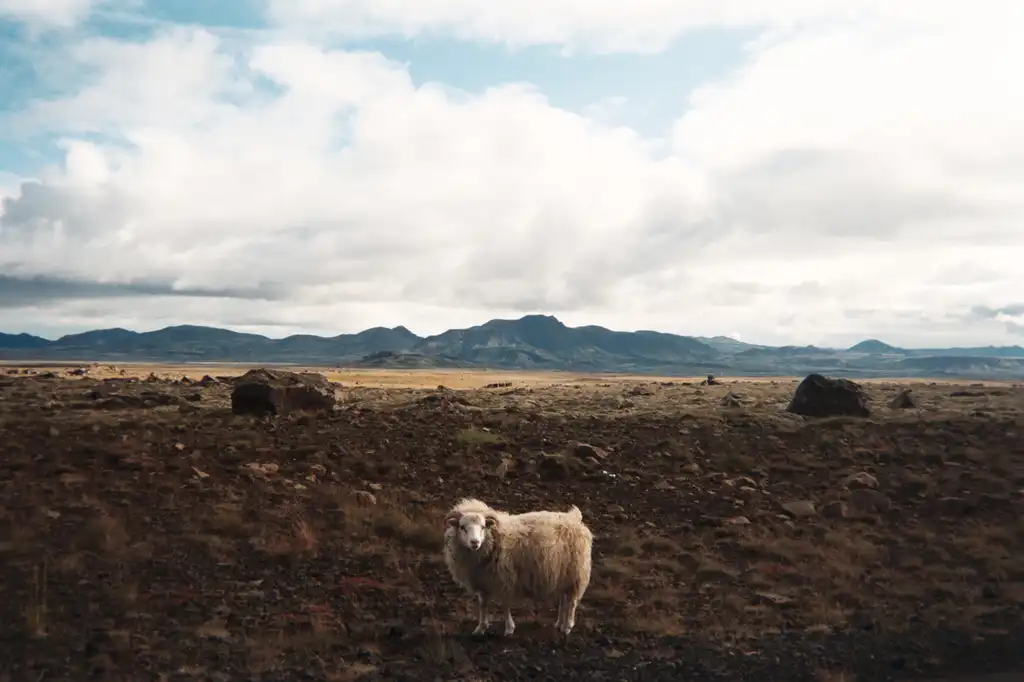 One Small Step for Sheep